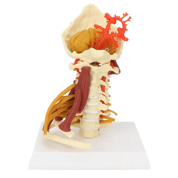Модель позвоночника Модель спинномозговых нервов Обучающая презентация для анатомического класса