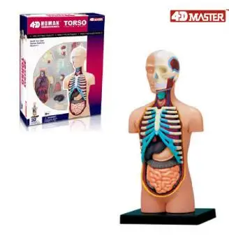 4D модель висцеральной анатомии, 32 компонентная модель, новая 3D модель висцеральной анатомии.