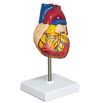 Анатомическая модель сердца, Состоящая из 2 частей, Роскошная Анатомическая модель человеческого сердца в натуральную величину С 34 анатомическими структурами, Анатомическое сердце