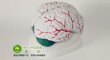 Сосудистая система анатомическая модель мозга неврологическая модель мозга мозговая артерия