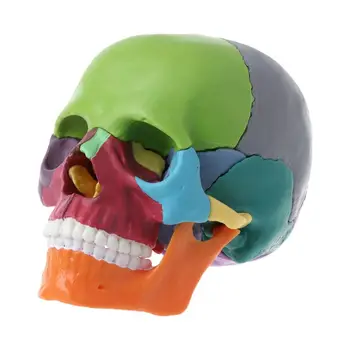 2023 Новый 15 шт./компл. 4D разобранная цветная анатомическая модель черепа Съемный обучающий инструмент