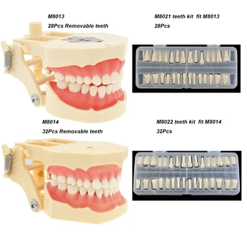 Стоматологическая модель зубов Typodont 28/32 шт., Зубная Ввинчивающаяся Замена, Аналогичная Frasaco ANA-4 AG-3 Для Восстановительного Оперативного моделирования
